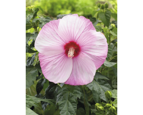 Close-up van een enkele roze hibiscusbloem met groene bladeren