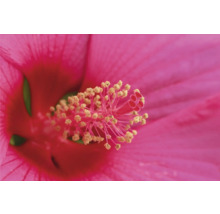 Close-up van een roze hibiscusbloem