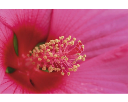 Close-up van een roze hibiscusbloem