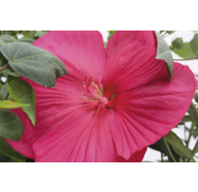 Close-up van een roze moerashibiscusbloem in de tuin.