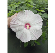 Bloem van de moerashibiscusplant