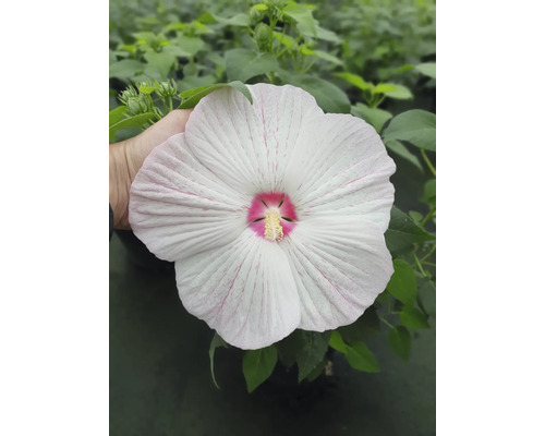 Bloem van de moerashibiscusplant