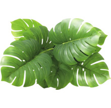 Verschillende groene Monstera bladeren