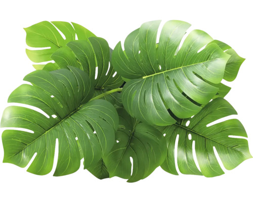 Verschillende groene Monstera bladeren
