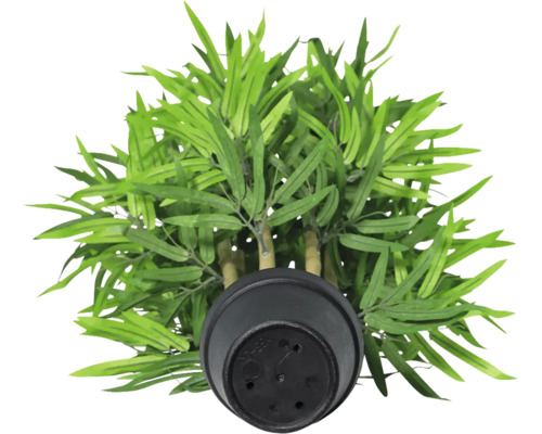 Kunst bamboe in pot, bovenaanzicht