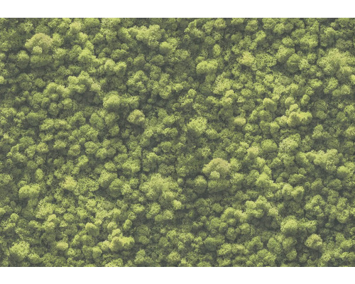 Close-up van IJslands mos