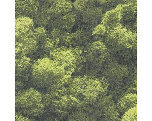 Close-up van IJslands mos