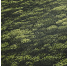 Close-up van IJslands mos