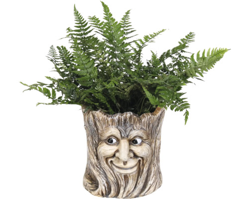 Plantenbak met gezicht en varen