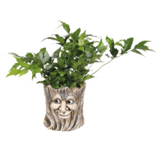 Groene plant in een bloempot met een gezicht