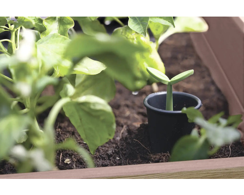 Jonge plant in een kweekpot in een plantenbak