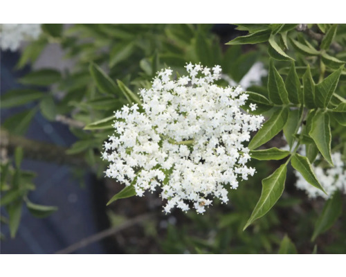 Bloeiwijze van vlierstruik met witte bloemen