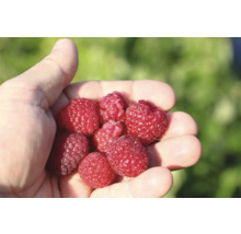 FLORASELF BIO Framboos Rubus idaeus Little Sweet Sister potmaat 3 liter H 40 cm