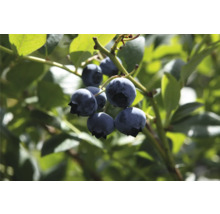 Close-up van rijpe blauwe bessen aan de struik