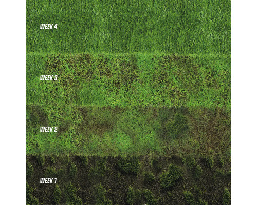 Weergave van de gazongroei over een periode van vier weken
