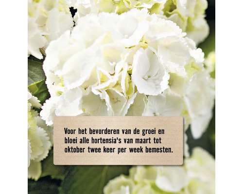 Close-up van een witte hortensia met een bordje met bemestinginstructies.