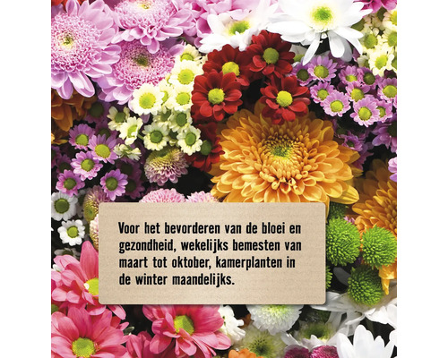 Close-up van chrysanten met verzorgingstips