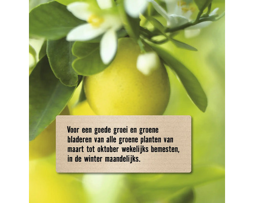 Instructie voor het bemesten van groene planten voor een goede groei en groene bladeren