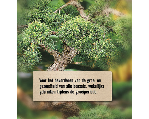Bonsai met verzorgingsinstructie ter bevordering van de groei en gezondheid tijdens de groeiperiode