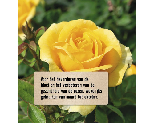 Gele roos met tekst over het gebruik van meststof om de bloei te bevorderen