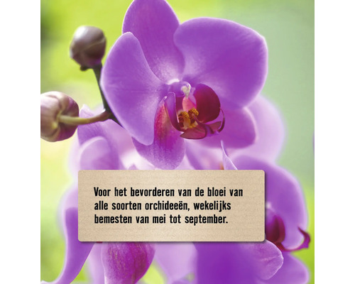 Close-up van een paarse orchidee met verzorgingsadvies
