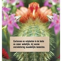 Informatie over het bemesten van cactussen en vetplanten
