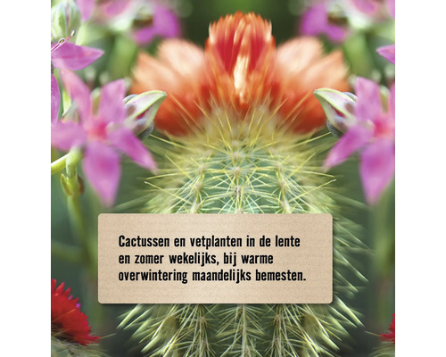 Informatie over het bemesten van cactussen en vetplanten