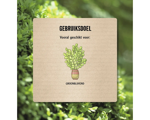 Illustratie met een plant in een pot voor groenblijvende planten.