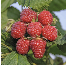 FLORASELF BIO Framboos Rubus idaeus 'Heritage' potmaat 2 liter H 30 cm