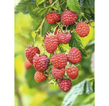 FLORASELF BIO Framboos Rubus idaeus 'Willamette' potmaat 2 liter H 30 cm
