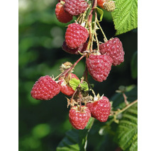 FLORASELF BIO Framboos Rubus idaeus 'Meeker' potmaat 2 liter H 30 cm