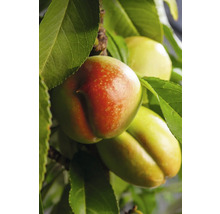 Close-up van nectarines aan de boom met bladeren