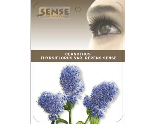 Ceanothus thyrsiflorus var. repens Sense plantafbeelding