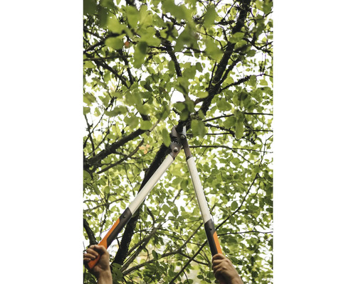 Boomverzorging met een takkenschaar in een boom