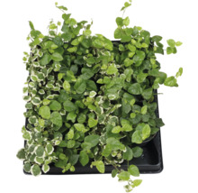 Klimvijg in pot