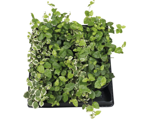 Klimvijg in pot