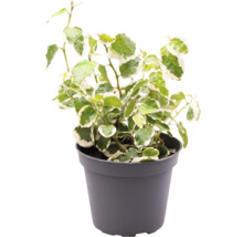 Kamerklimop in pot