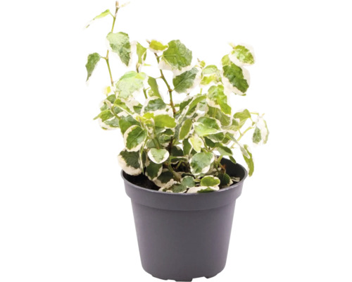 Kamerklimop in pot
