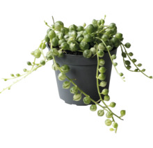 Kamerplant met klimopbladeren in pot