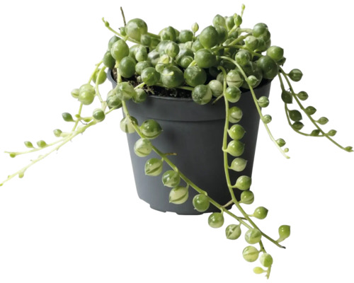Kamerplant met klimopbladeren in pot