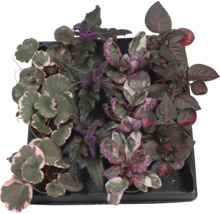 Schaal met diverse sierplanten