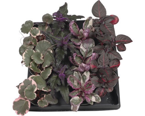 Schaal met diverse sierplanten