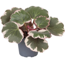 Begonia in pot met groene bladeren en witte rand