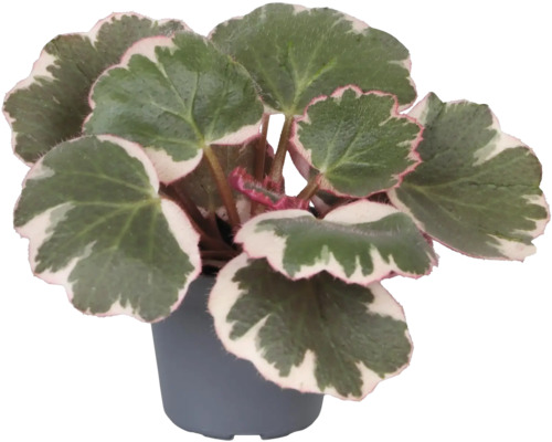 Begonia in pot met groene bladeren en witte rand