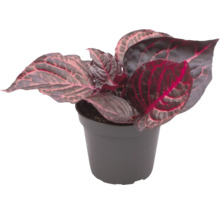 Kamerplant in pot