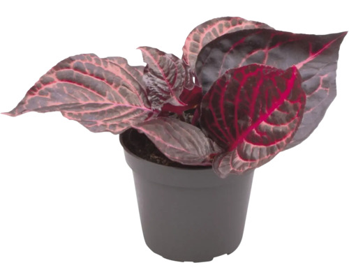 Kamerplant in pot