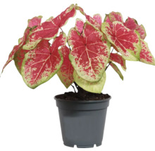 Caladium plant in pot met roodgroene bladeren