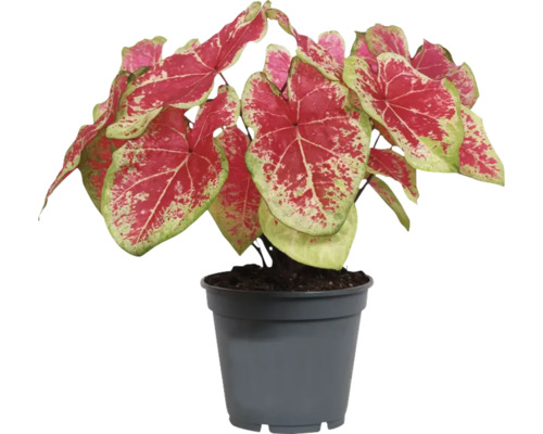 Caladium plant in pot met roodgroene bladeren