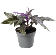 Gynura kamerplant met gekartelde bladeren