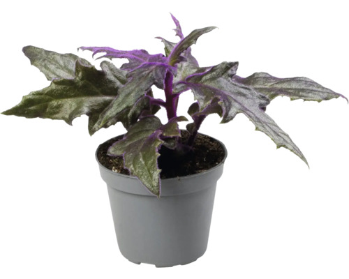 Gynura kamerplant met gekartelde bladeren